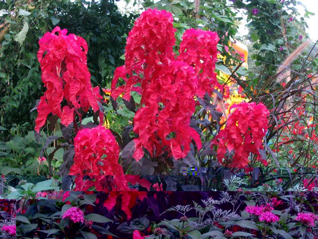 Amaranthus_tricolor zanon.jpg