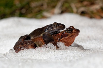 rana temporaria,5213-2010apr09.jpg