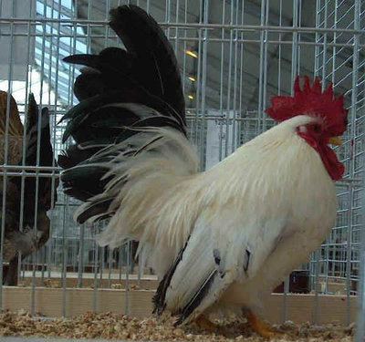 giapponese_bantam_bianco_coda_nera.jpg