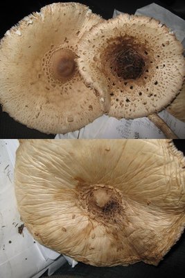 funghi7-8-9.jpg