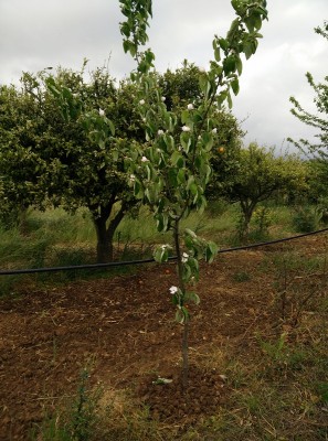 alberoignoto.jpg