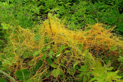 cuscuta-gronovii.jpg