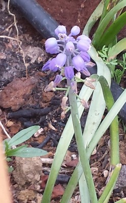 MUSCARI mio.jpg