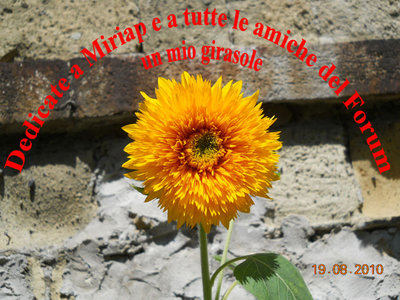 Girasole.jpg