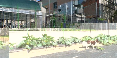 Zucchine e zucche con guardiano.jpg