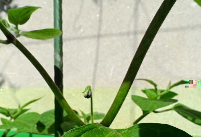 Primo fiore di Rocoto.jpg