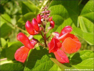 fagioli-rosa-fiori-3.jpg