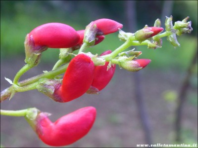 fagioli-rosa-fiori-2.jpg