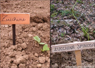 zucchine2015.jpg