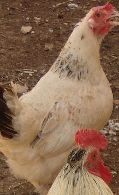 brama e gallo 9.jpg