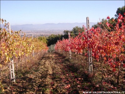 autunno-in-vigna.jpg