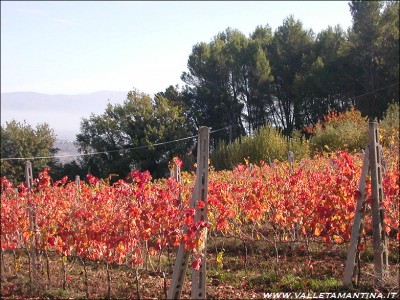 sagrantino-vigneto.jpg