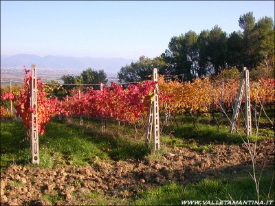 sagrantino-vigneto-2.jpg