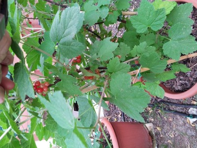 ribes rosso 23 maggio 2015.jpg