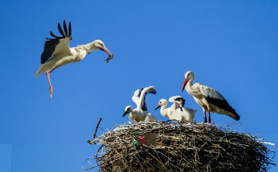 Cicogna bianca 01 (foto Maurizio Berni).jpg