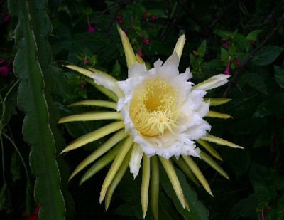 pitahaya2.JPG