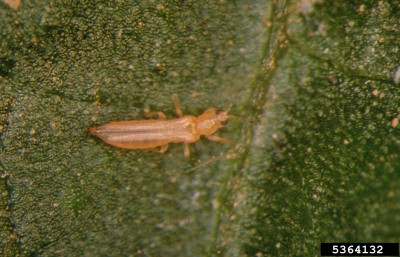 TRIPIDI_Frankliniella_occidentalis.jpg