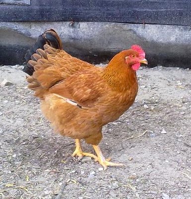 gallina.JPG