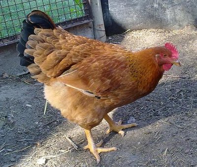 gallina2.JPG