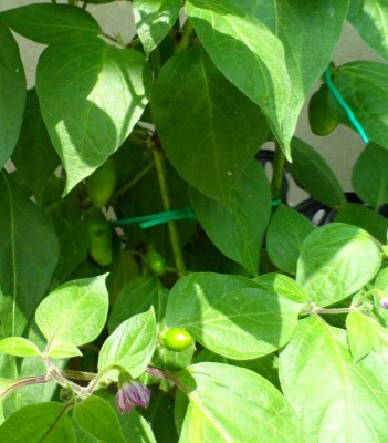 Peperoncino Rocoto.jpg