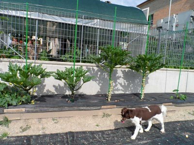 Zucchine ad alberello con guardiano.jpg