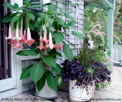 pink-brugmansia2.jpg