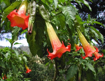 Red_Brugmansia_sanguinea_6815.jpg