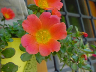 portulaca.JPG