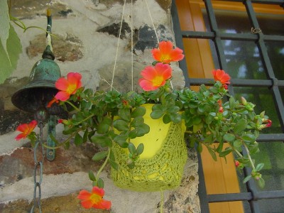 portulacapensile.JPG