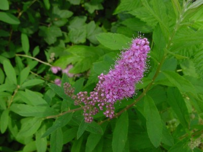 astilbe rosa.JPG