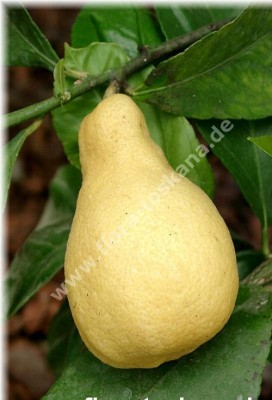 citrus_limon_peretta6_-_270605.jpg