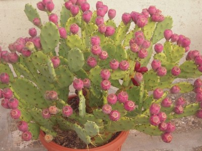 opuntia_tuna6.jpg