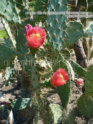 Opuntia vulgaris (prickly pear (2).JPG