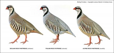 Sicilian_Rock_Partridge_1000px.jpg