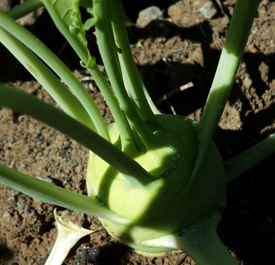 BRASSICA OLERACEA.jpg