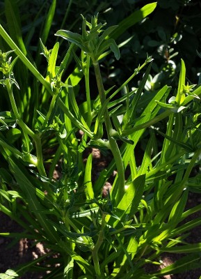 Cichorium intybus.jpg