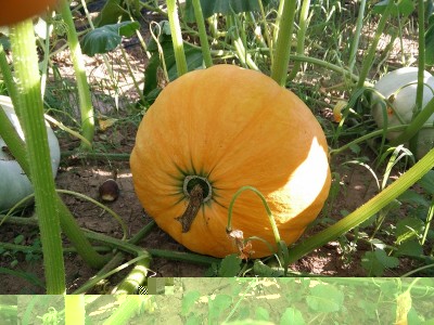 zucca-rouge-vif-d-etampes.jpg