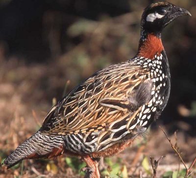 Black Francolin USDA-1.jpg