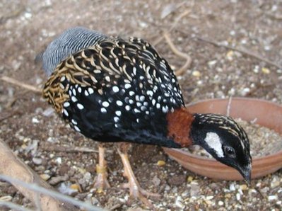 bfrancolin5.jpg