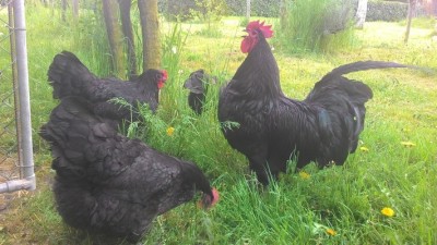 australorp.jpg