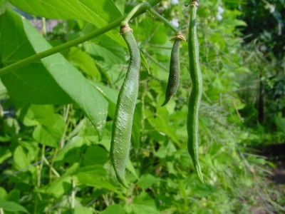 fagioli di spagnacuccioli.JPG