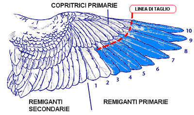 remiganti.jpg