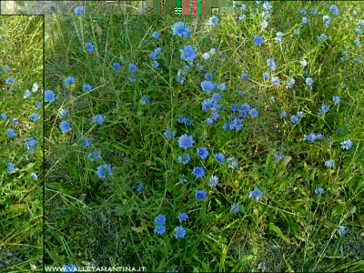 09072015cicoria-fiori.jpg