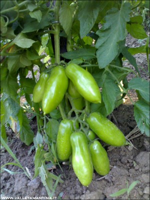 03072015sanmarzano.jpg