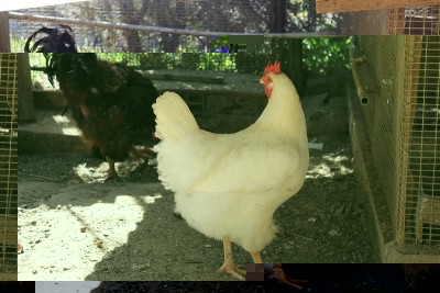 gallina bianca.jpg