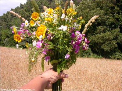 fiori-di-campo-.jpg