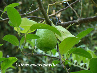 2009 CITRUS MACROPHYLLA  principe 006 (4).jpg