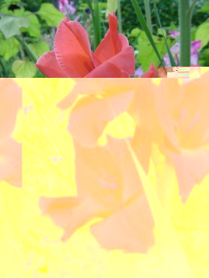 gladiolorosa.JPG