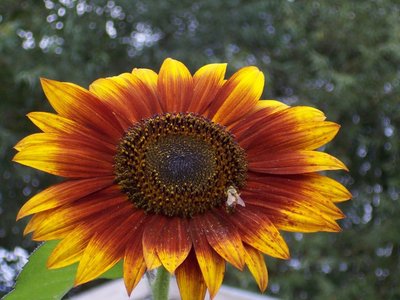 GIRASOLE.jpg