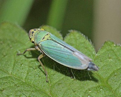 cicadella-lasiocarpae-vettore-xylella-fastidiosa.jpg